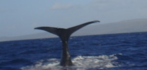 Waving goodbye - by DraughtE, 2010